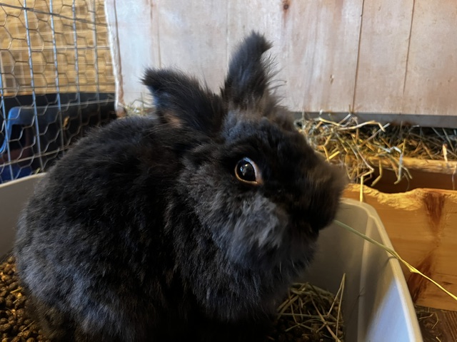Gizzy the rabbit