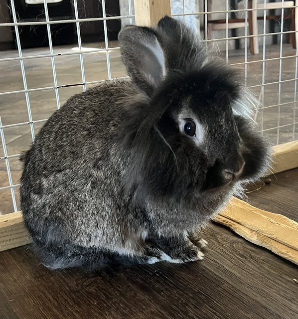 Graham the rabbit