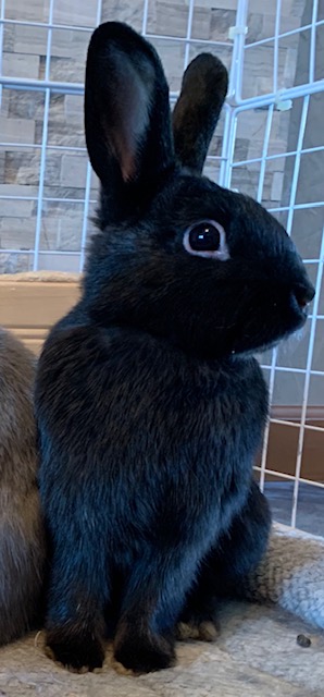 Maxwell the rabbit