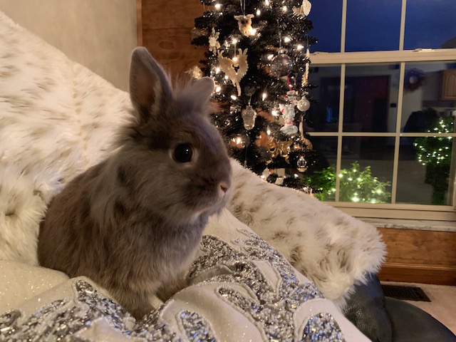 Smokey the rabbit